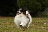 EPAGNEUL PAPILLON 060